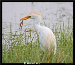 cattle egret by Ahmet Yay 